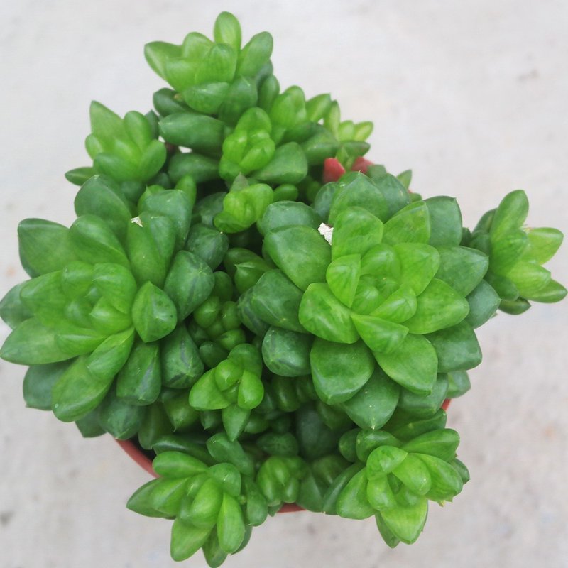 【豆豆多肉】【草玉露】乔迁│送礼│升迁│多肉植物 - 植栽/盆栽 - 植物．花 