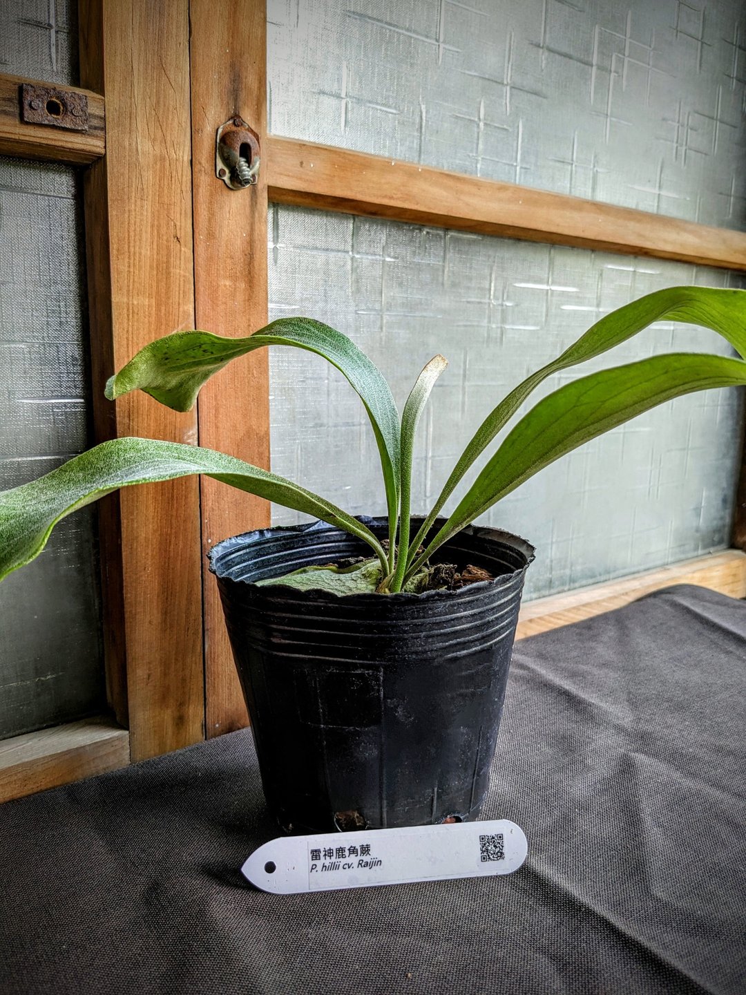 雷神鹿角蕨 Platycerium hillii cv. Raijin - 植栽/盆栽 - 植物．花 绿色