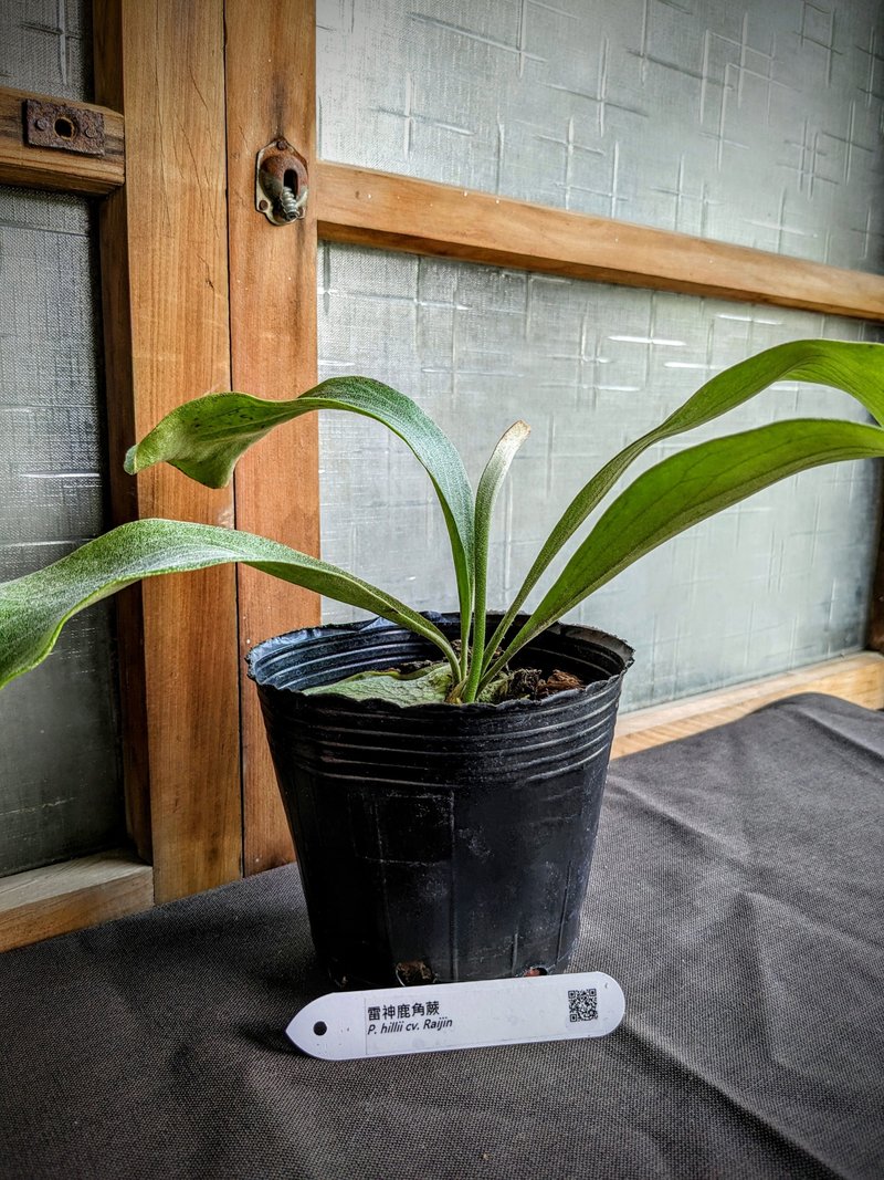雷神鹿角蕨 Platycerium hillii cv. Raijin - 植栽/盆栽 - 植物．花 绿色