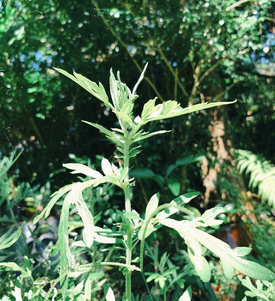 许愿艾草花束 - 其他 - 植物．花 绿色