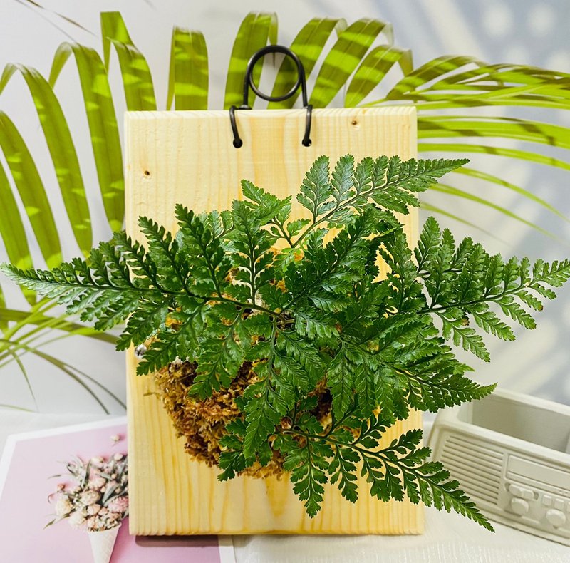 小品上板  文青网美最爱 森林系壁植 毕业礼物 新居落成 - 植栽/盆栽 - 木头 咖啡色