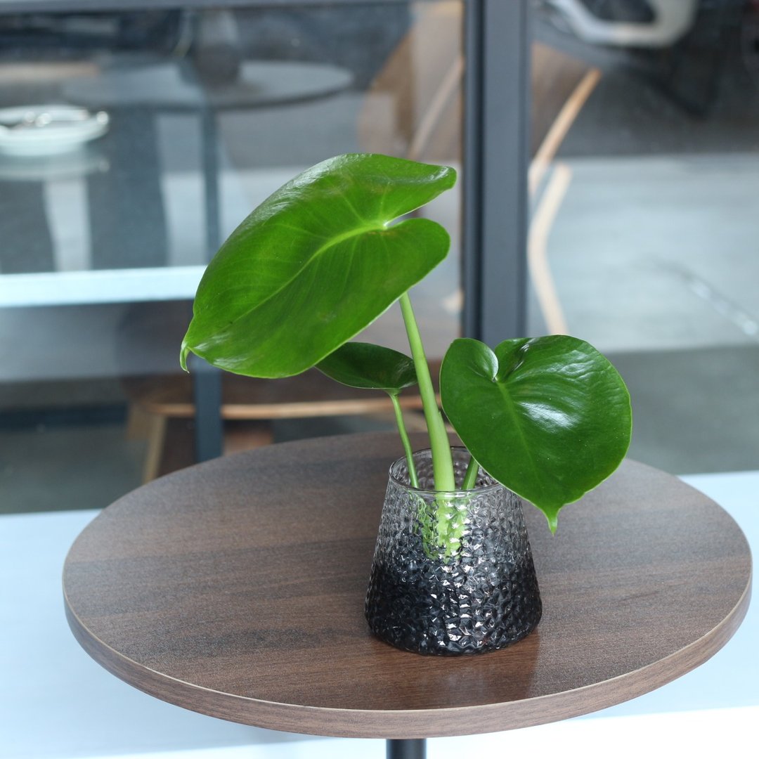水培植栽│2024庆新年 小龟背芋_室内植物 办公室盆栽 植栽盆栽 - 植栽/盆栽 - 玻璃 