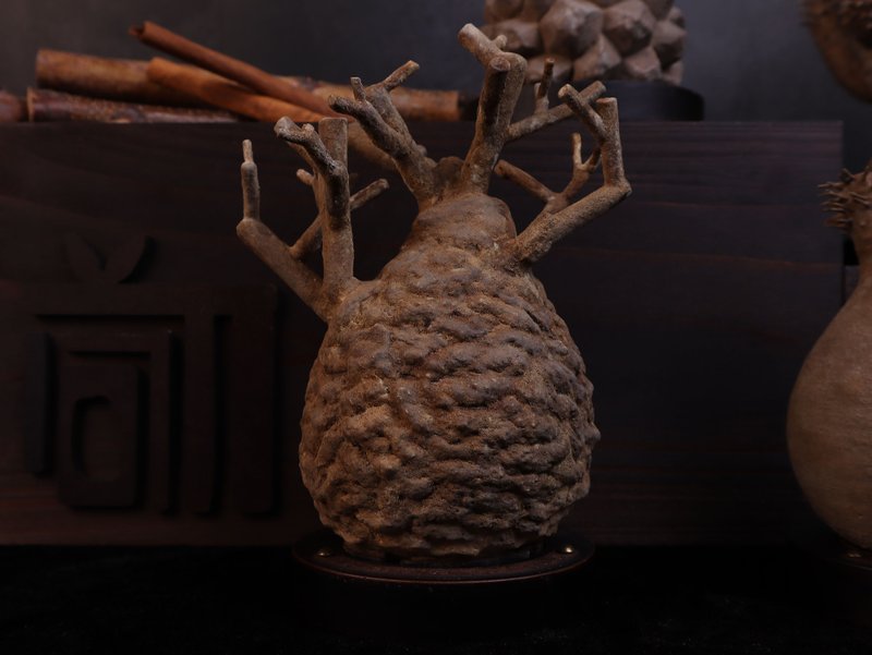 象足漆树(中)无叶/仿生植物/块根/居家摆饰/水泥饰品 - 摆饰 - 水泥 多色