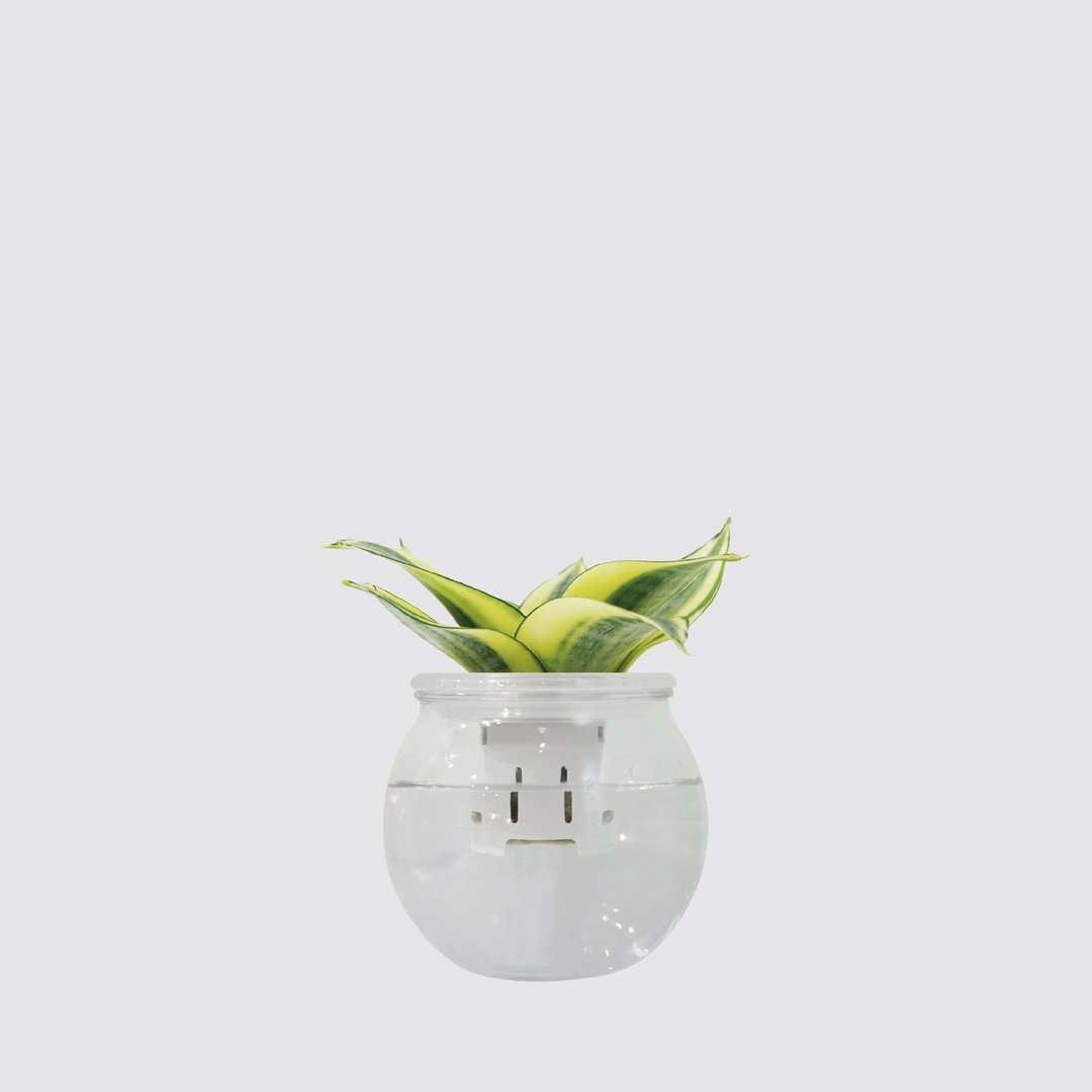 │ 玻璃系列 │ 黄金虎尾兰 - 空气净化 甲醛 室内植物 水耕盆栽 - 植栽/盆栽 - 植物．花 透明