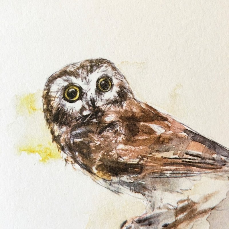 鸟·明信片·0098 - 卡片/明信片 - 纸 