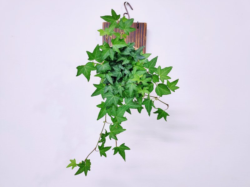 蔓绿常春藤苔球│板植│室内植物│窗边植物│观叶植物 - 植栽/盆栽 - 植物．花 绿色