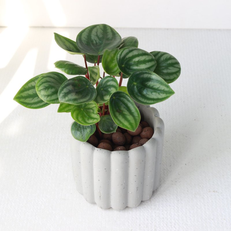 植栽 盆栽 l 西瓜皮椒草 手指饼干水泥盆  疗愈可爱西瓜皮  散光 - 植栽/盆栽 - 水泥 