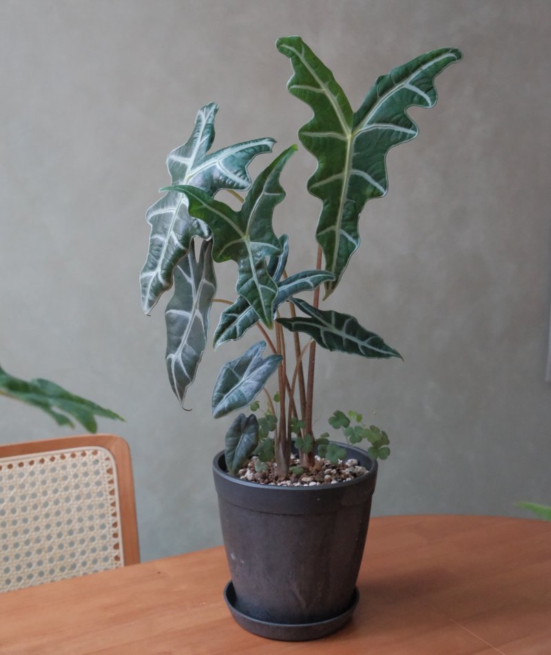诺比观音莲 - 植栽/盆栽 - 植物．花 