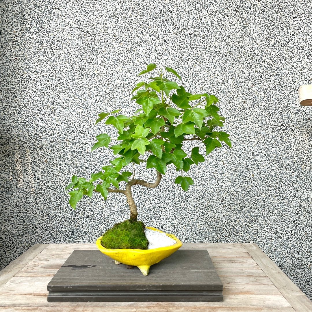 小品盆栽-银枫 盆景 送礼 - 植栽/盆栽 - 其他金属 