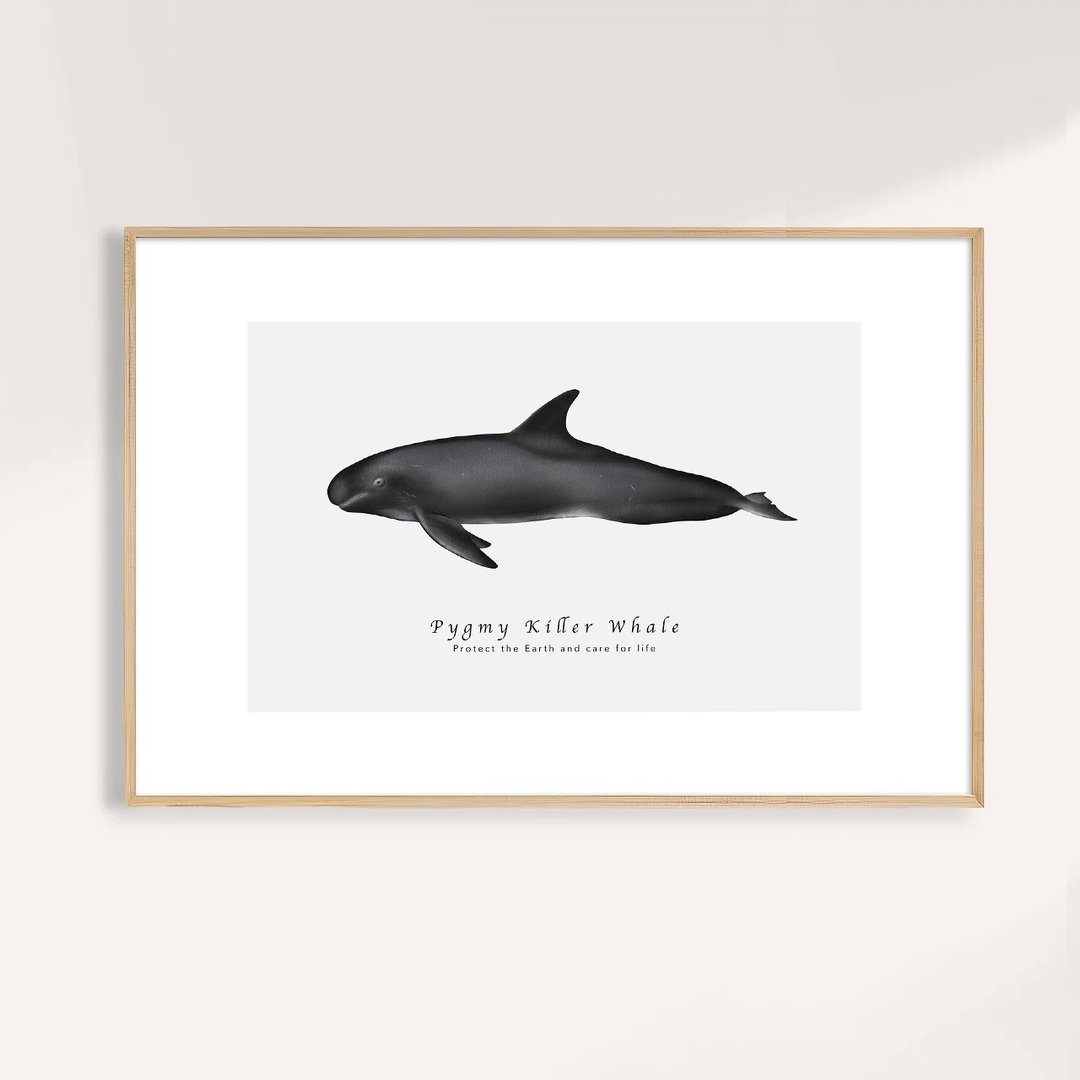 小虎鲸 Pygmy Killer Whale / 海洋动物插画挂画 / 艺术无框输出 - 海报/装饰画/版画 - 纸 