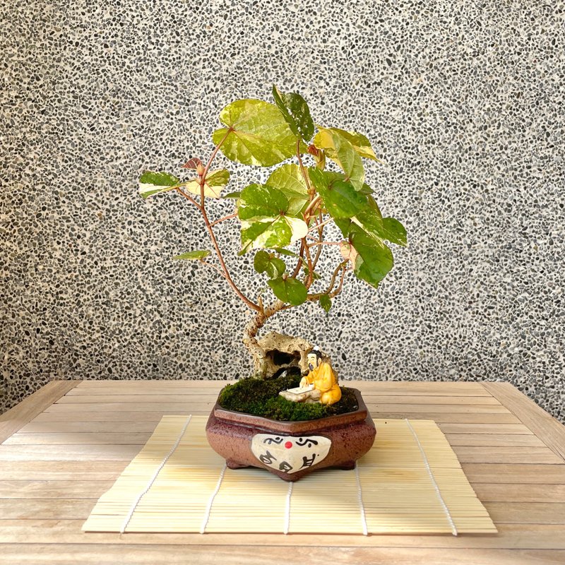 小品盆栽-斑叶黄槿 盆景 送礼 - 植栽/盆栽 - 植物．花 