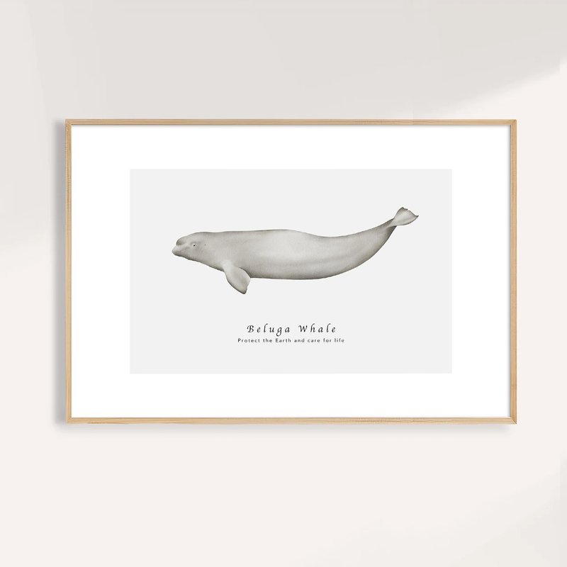 白鲸 Beluga Whale / 海洋动物插画挂画 / 艺术无框输出 - 海报/装饰画/版画 - 纸 