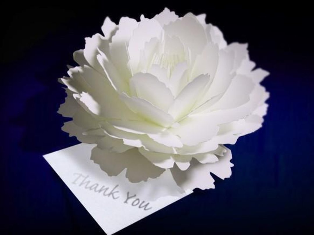Pop-up message card -Peony- - 卡片/明信片 - 纸 白色