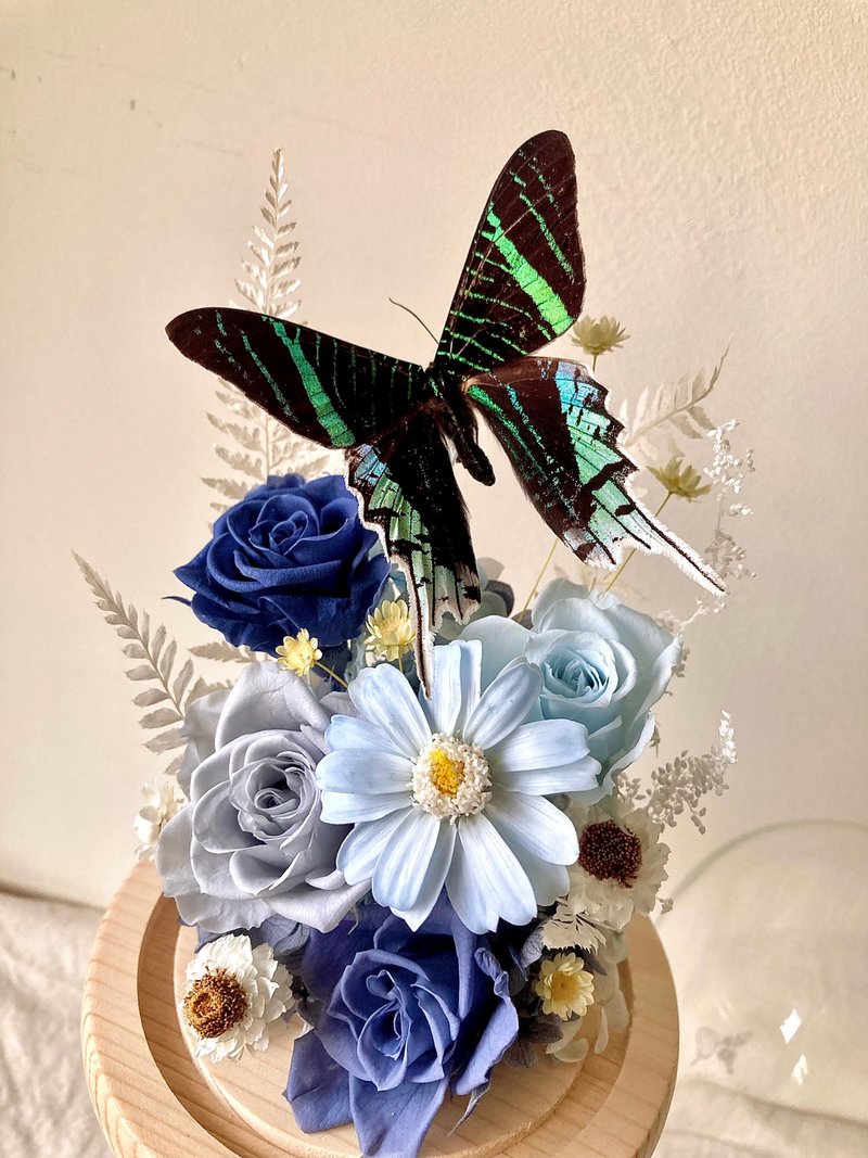 月亮蛾-越来越亮(? /荣退礼/情人节/订婚/开幕/入厝 - 干燥花/捧花 - 植物．花 蓝色