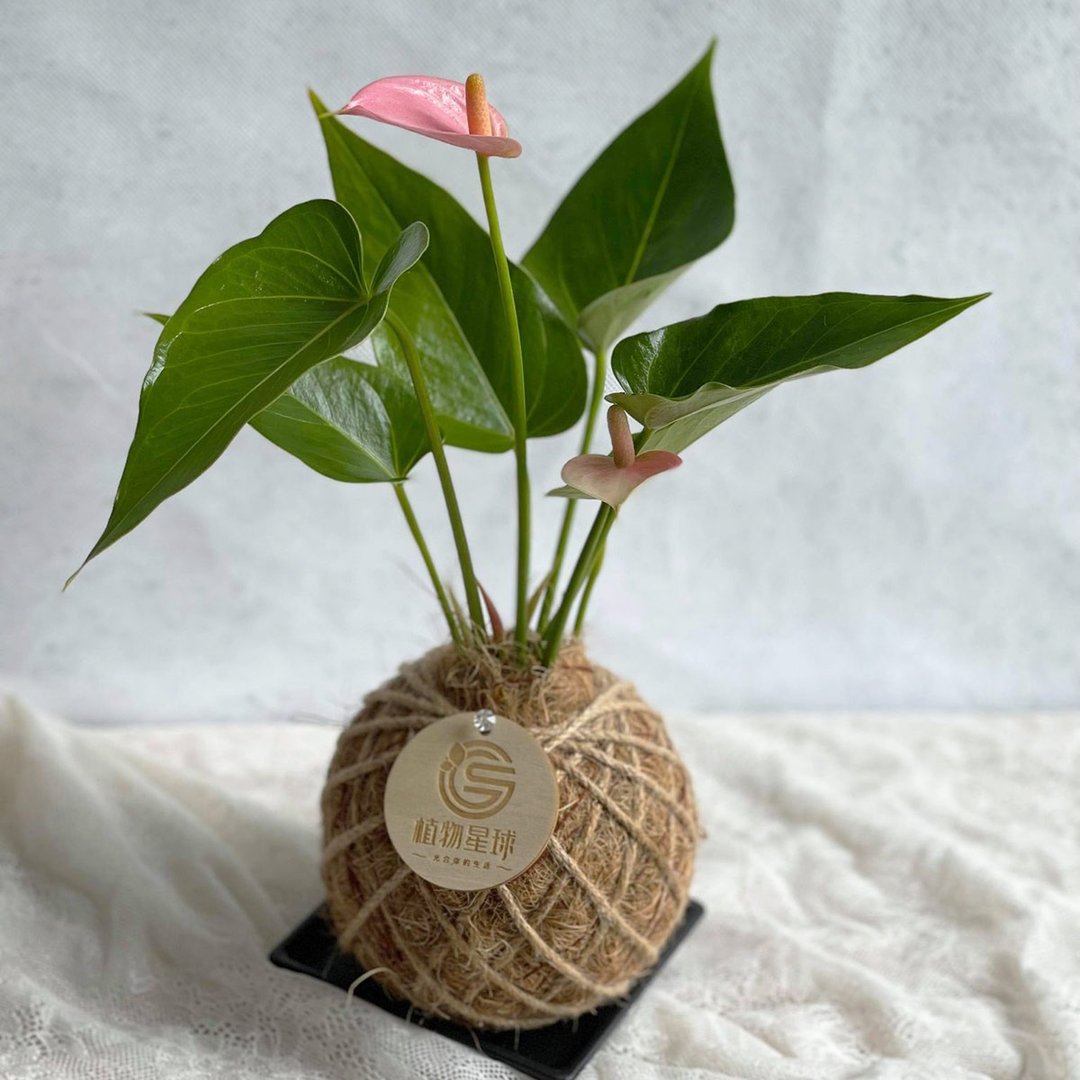 PD48粉红火鹤小苔球/室内植物/居家植栽/居家装饰/开幕送礼 - 植栽/盆栽 - 植物．花 