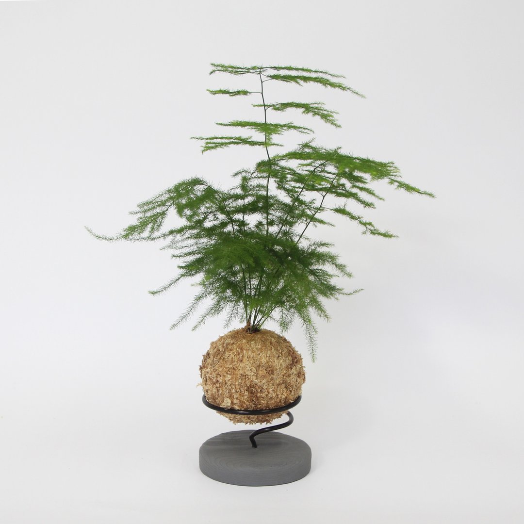 文竹苔球+水泥底座 - 植栽/盆栽 - 植物．花 绿色