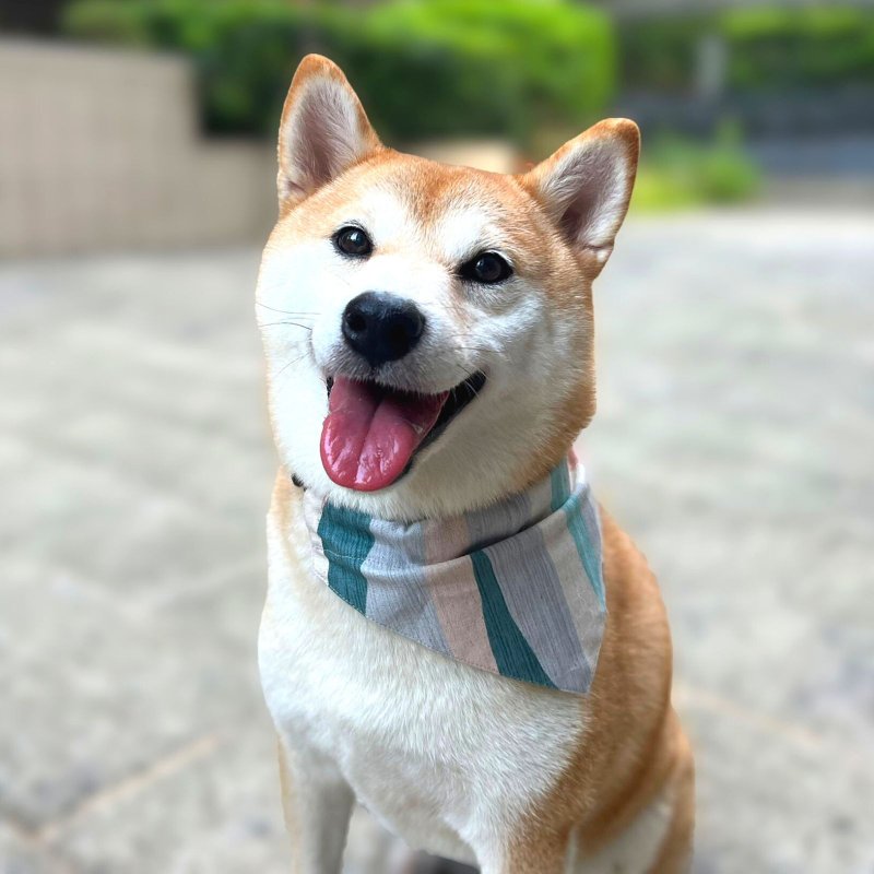 Woofy Woofy 宠物领巾 珊瑚之海 双面撞色 手工制作 纯棉 - 衣/帽 - 棉．麻 多色