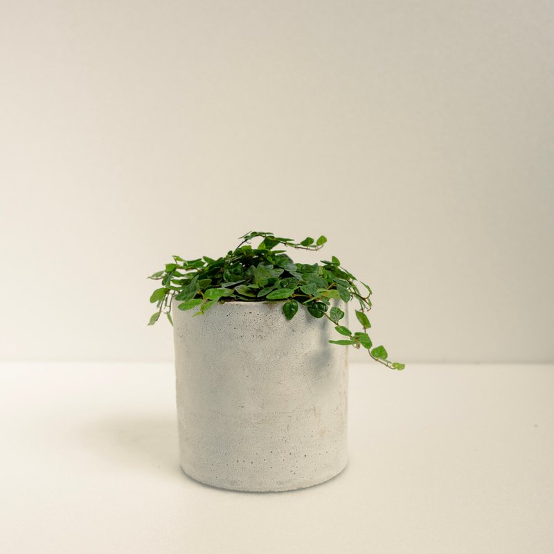 迷你薜荔│泥作系列│福所栽 - 植栽/盆栽 - 水泥 绿色