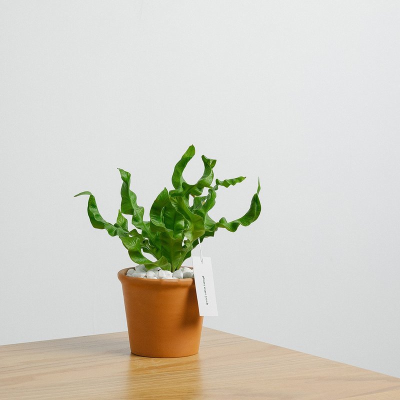 【新年情人节生日礼物】火焰鸟巢蕨 交换礼物圣诞礼盒植物礼物 - 植栽/盆栽 - 植物．花 咖啡色