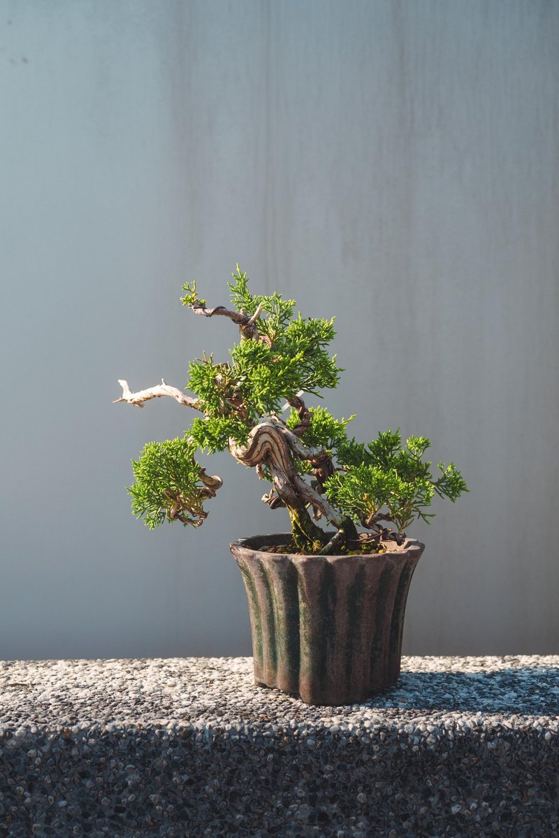 系鱼川真柏小品盆栽 有水线舍利雕刻变化多 - 植栽/盆栽 - 植物．花 绿色