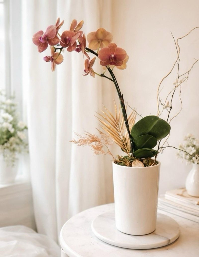 Orange Orchid 粉橘蝴蝶兰盆栽 新年春节盆花 开幕祝贺盆花 - 植栽 - 植物．花 