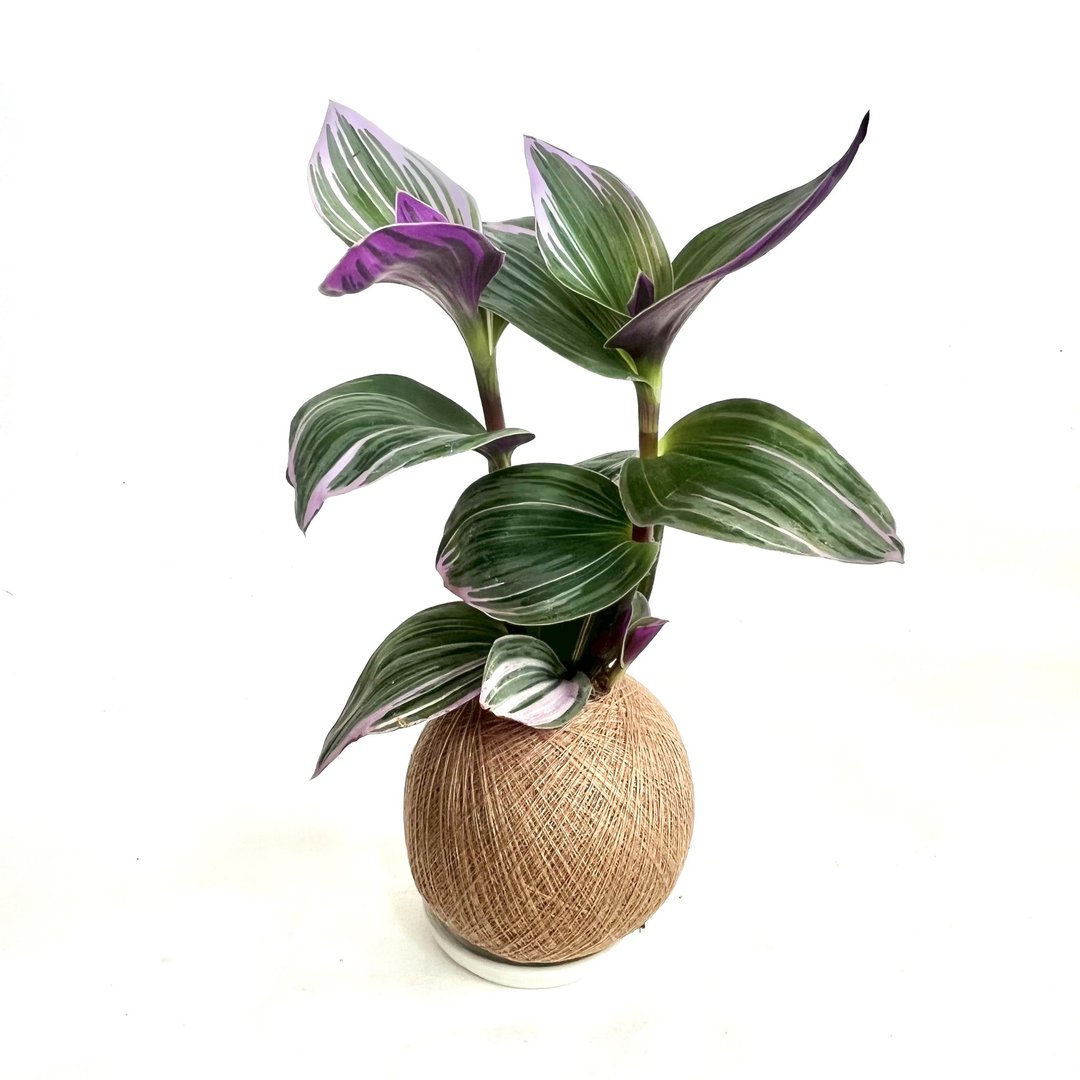 油画婚礼吊兰 / 三色水竹草 手作植栽苔球 - 植栽/盆栽 - 植物．花 