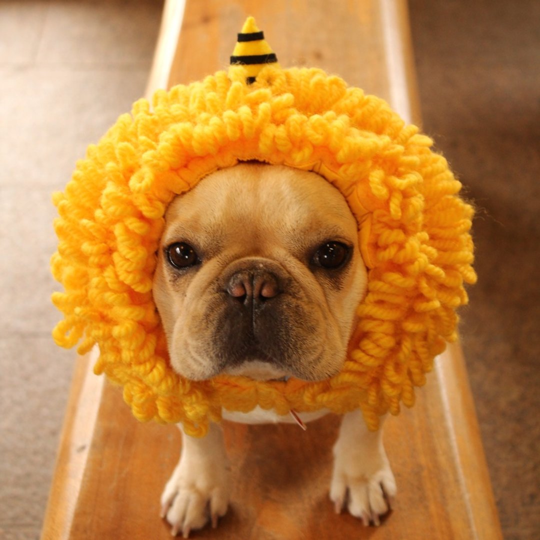 Dog headgear ☆ Yellow demon dog Zura ☆ Dog wig [yellow ogre] - 衣/帽 - 棉 黄色