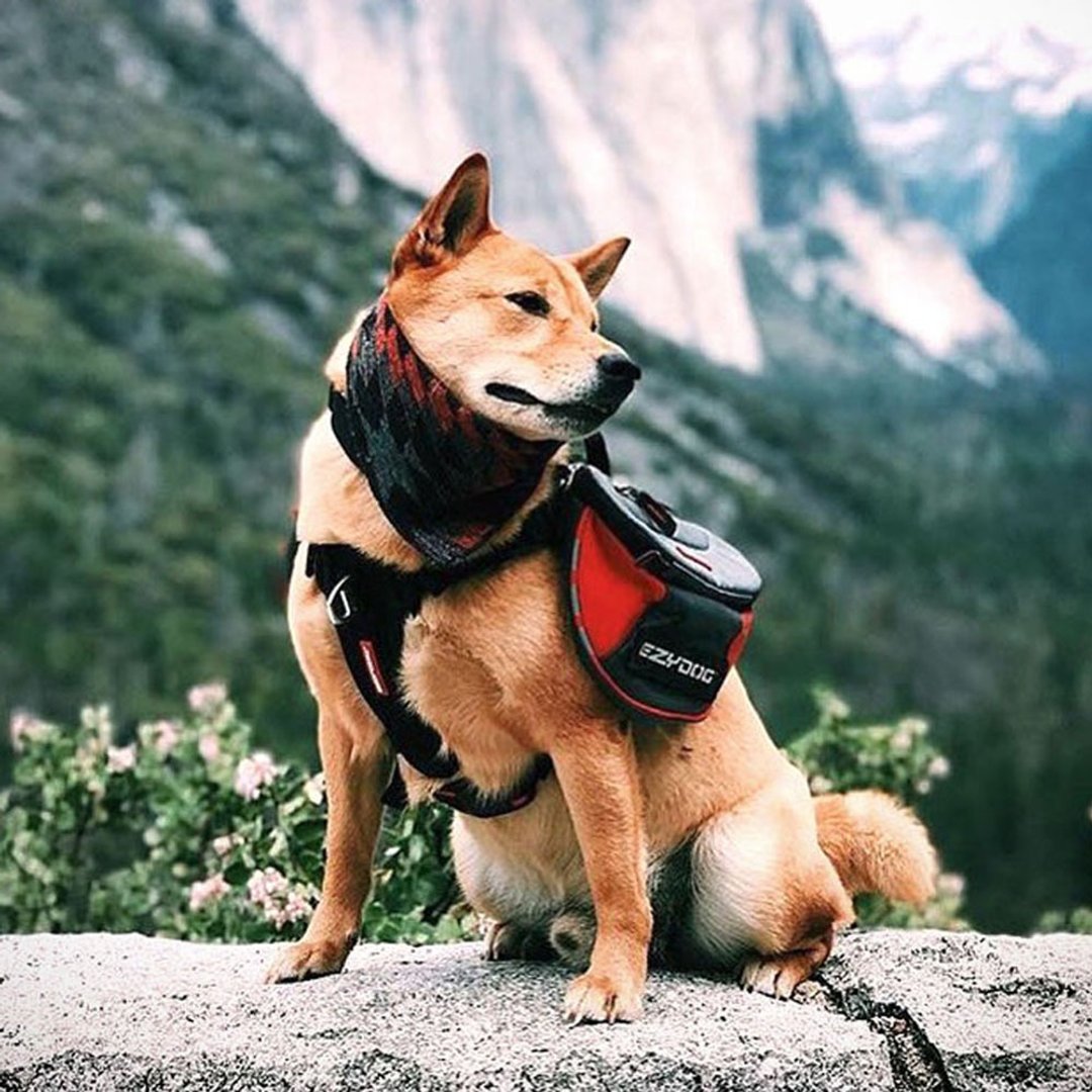 【澳洲 EZYDOG】全新二代顶峰背包 - 项圈/牵绳 - 尼龙 红色