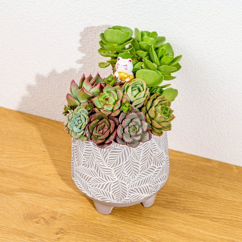 多肉组盆 小树叶纹盆 桌上型盆栽 开幕送礼 乔迁礼物 植栽 盆栽 - 植栽/盆栽 - 水泥 灰色