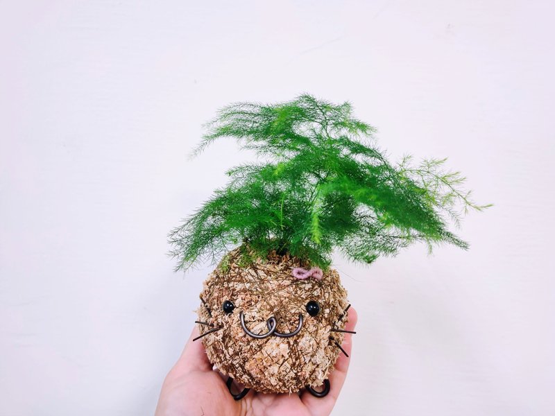 创意苔球│文竹│室内植物│窗边植物│观叶植物 - 植栽/盆栽 - 植物．花 绿色