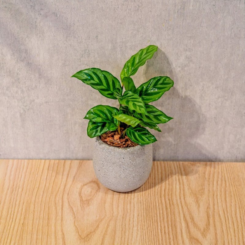 翠叶竹芋 桌上型水泥盆栽 观叶植物 礼物 盆栽 交换礼物 - 植栽/盆栽 - 植物．花 灰色