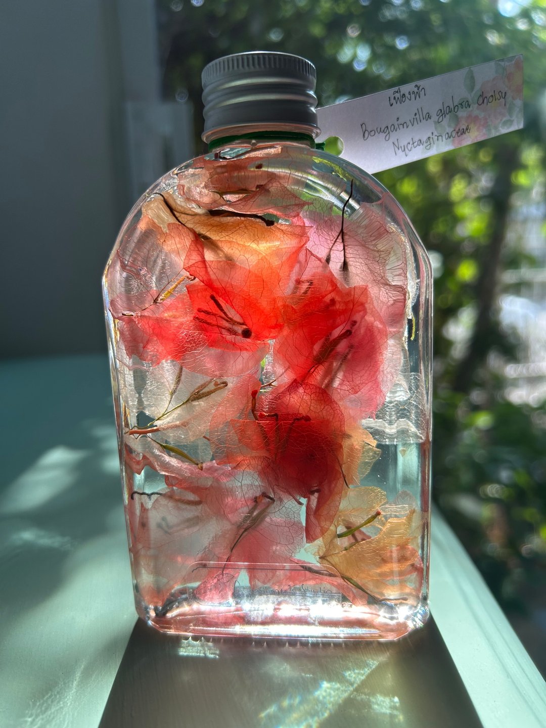 九重葛 - 其他 - 植物．花 红色