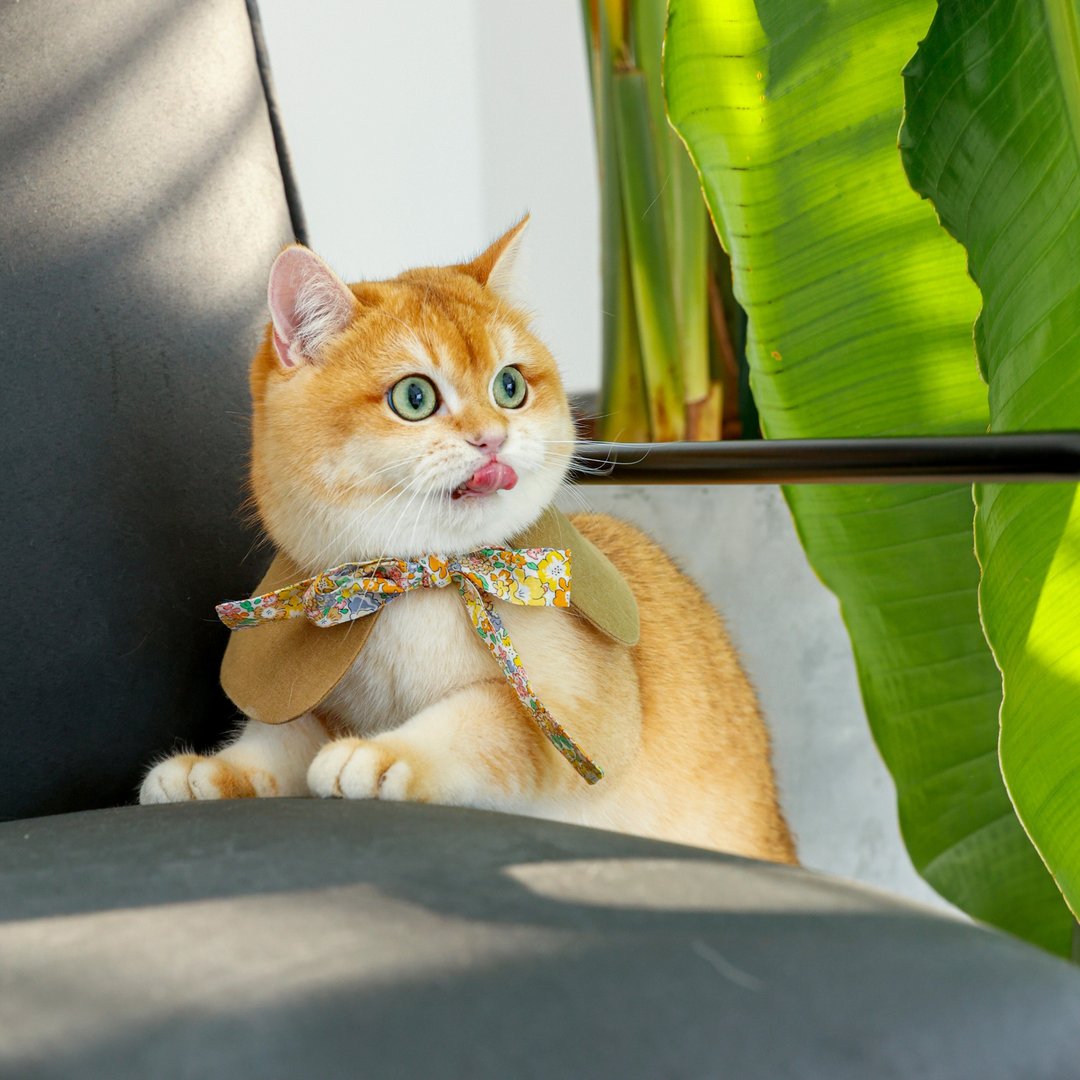 Le Sucré Liberty Tie-up Collar 宠物碎花围巾 沙棕色 - 衣/帽 - 棉 卡其色
