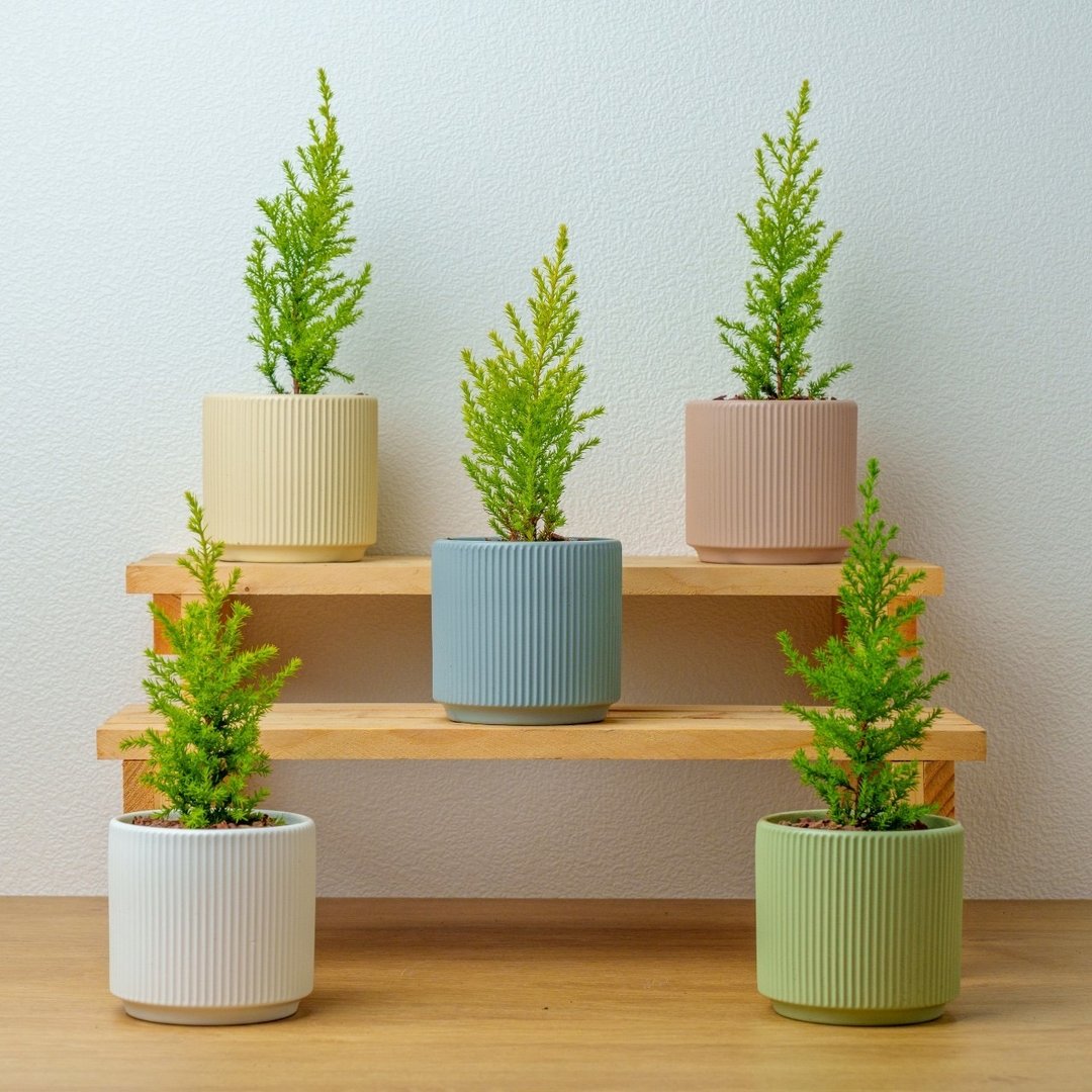 香冠柏植物 莫兰迪色系直纹陶盆 室内植物 观叶植物 礼物 盆栽 - 植栽/盆栽 - 瓷 绿色