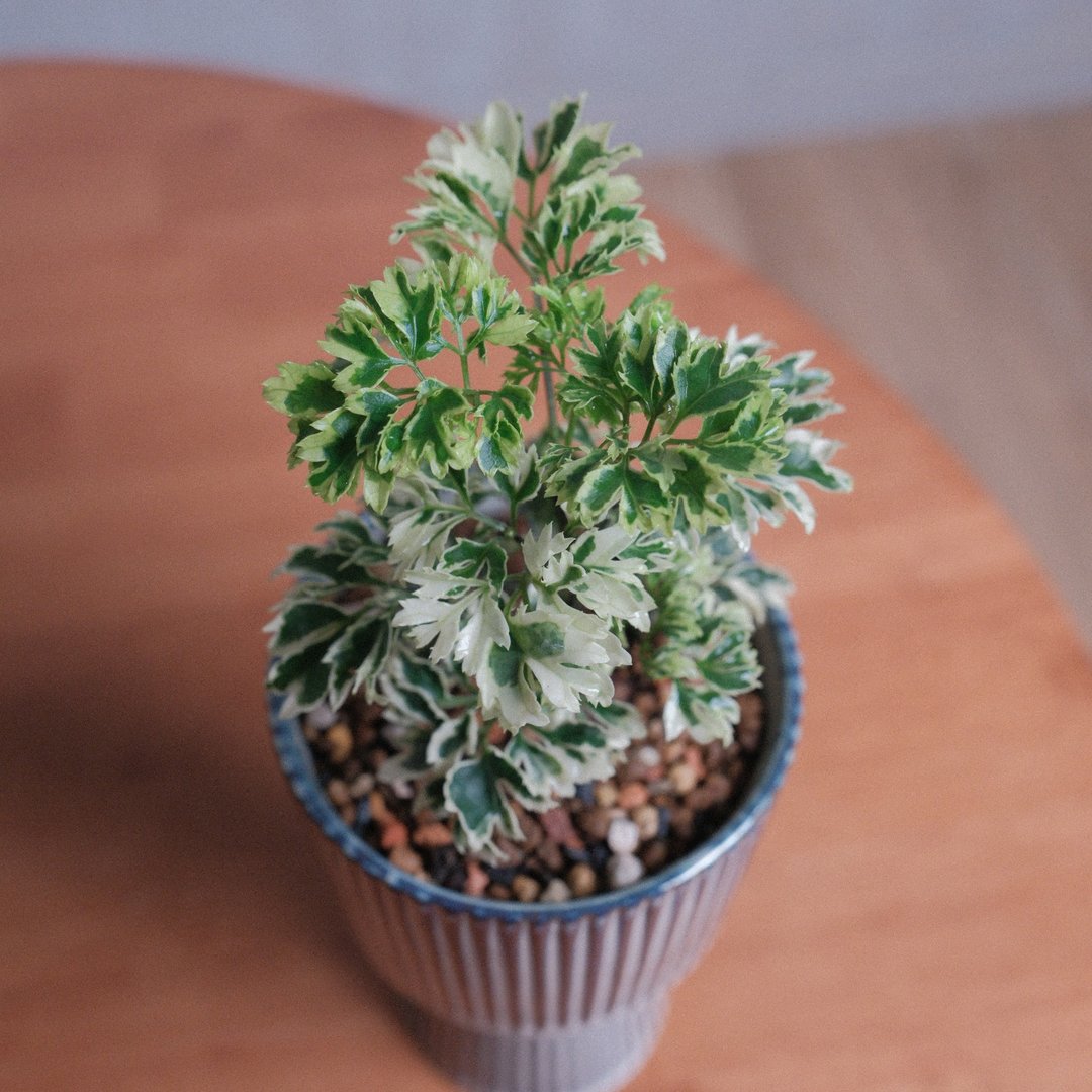 羽叶福禄桐/办公室植物/室内植物 - 植栽/盆栽 - 植物．花 
