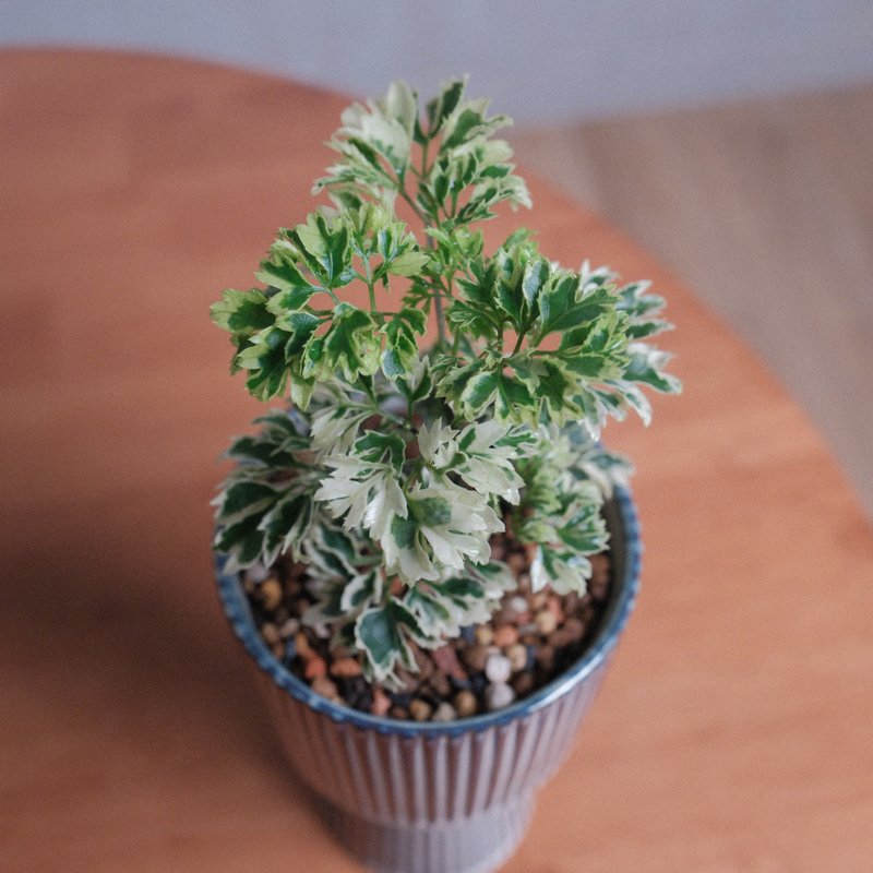 羽叶福禄桐/办公室植物/室内植物 - 植栽/盆栽 - 植物．花 