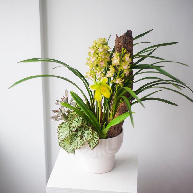 【春节限定】虎头兰仙履兰盆栽 | 荣升 | 开幕送礼 | 居家布置 - 植栽/盆栽 - 植物．花 绿色