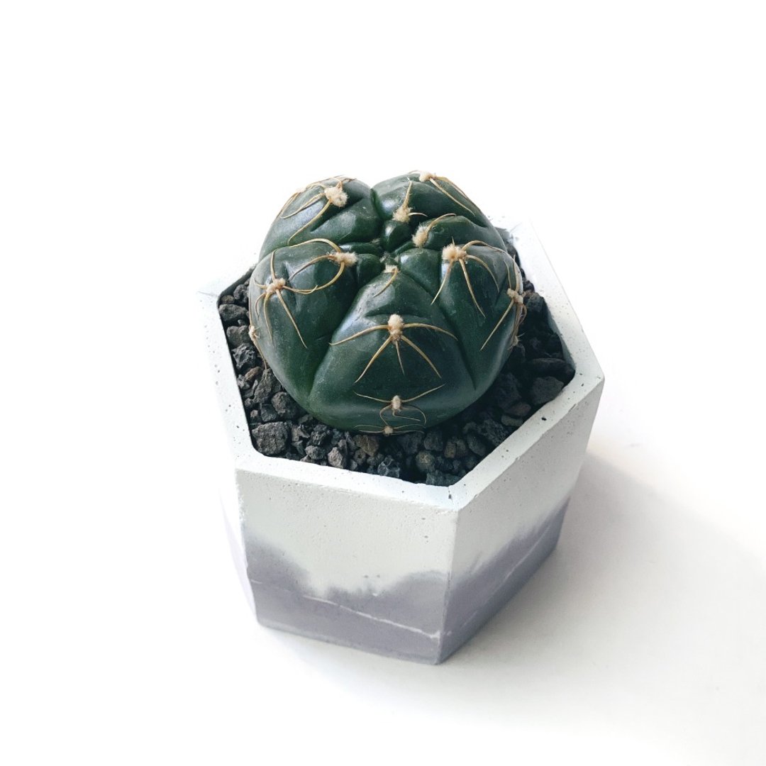 莫兰迪紫系列 | 海王丸 六边形双色水泥仙人掌植栽 - 植栽/盆栽 - 植物．花 紫色
