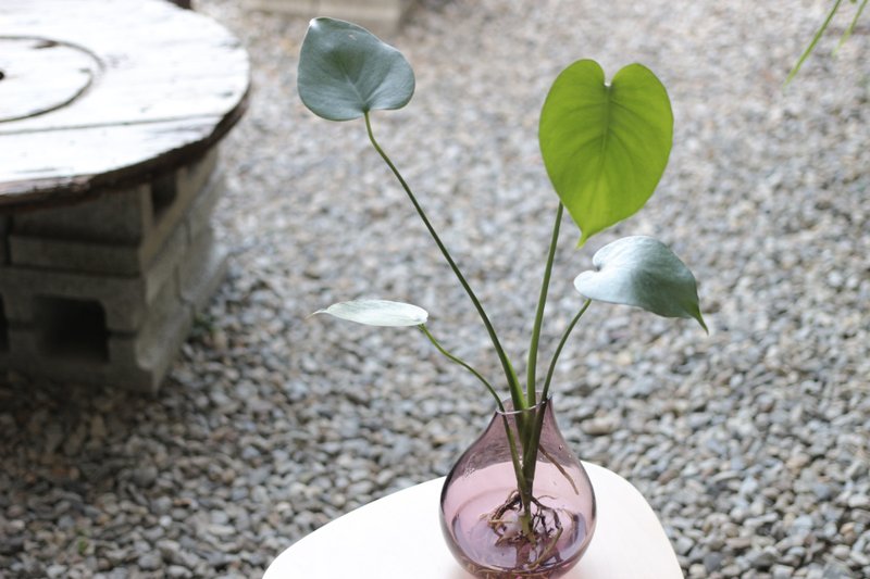 水培植栽│小龟背芋_室内植物  办公室盆栽  店内摆设 - 植栽/盆栽 - 玻璃 
