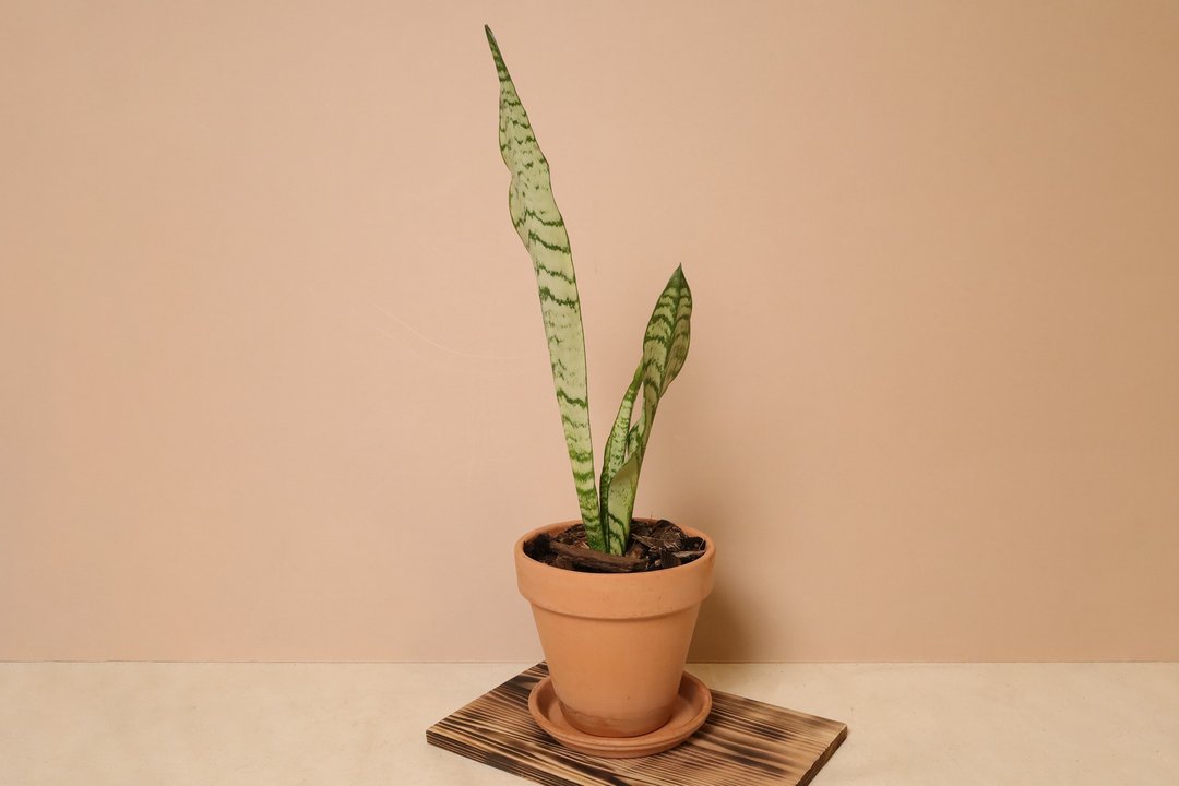银脉虎尾兰/deroma意大利进口陶盆(附水盘) - 植栽/盆栽 - 植物．花 