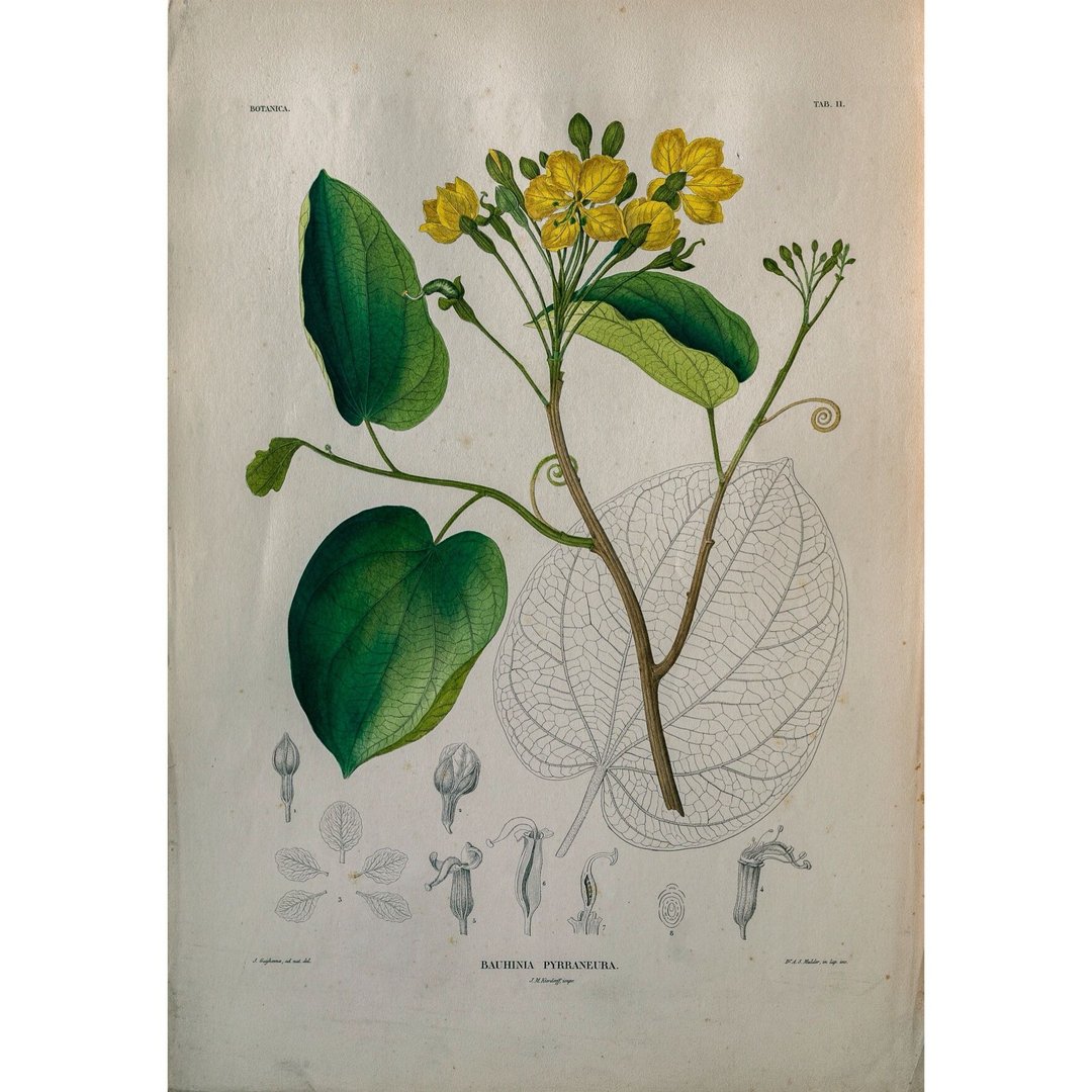 豆科羊蹄甲属 Bauhinia Pyrraneura - 植物图鉴-版画 - 海报/装饰画/版画 - 纸 