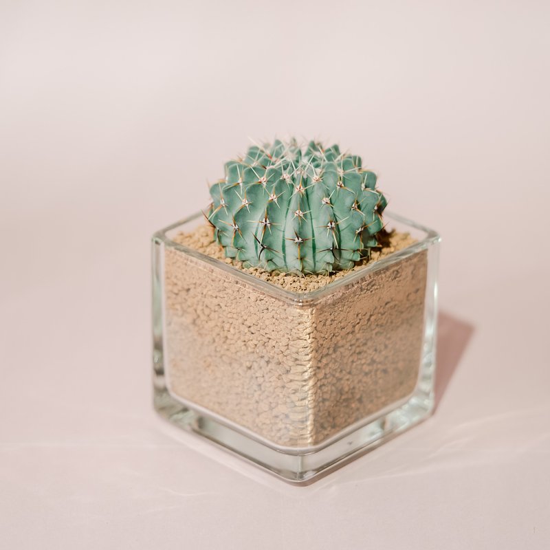 方型玻璃盆与仙人掌 - 植栽/盆栽 - 植物．花 