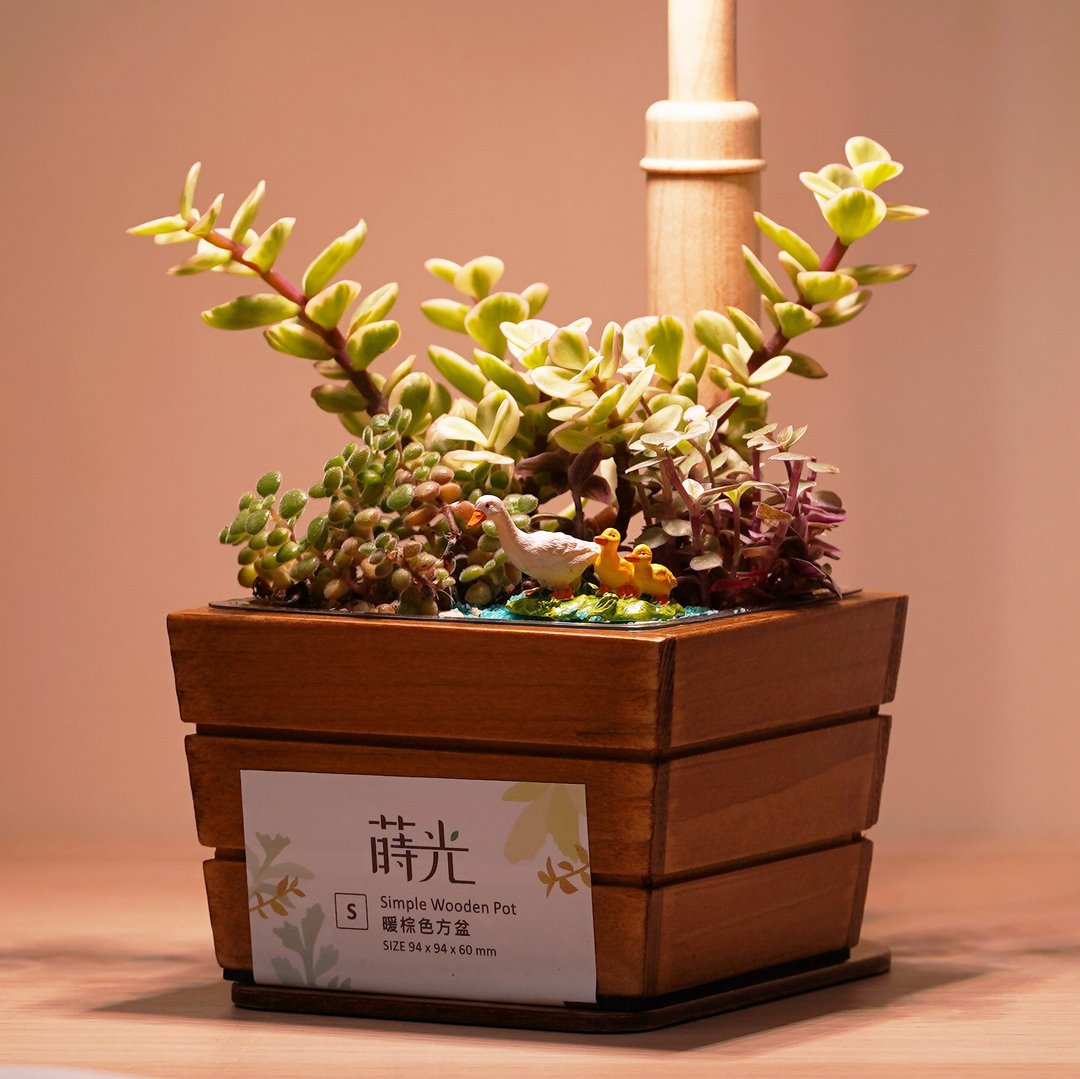 【居家盆景】亲亲时光 小木方盆 自行组装 | 1890102 莳光 - 植栽/盆栽 - 植物．花 