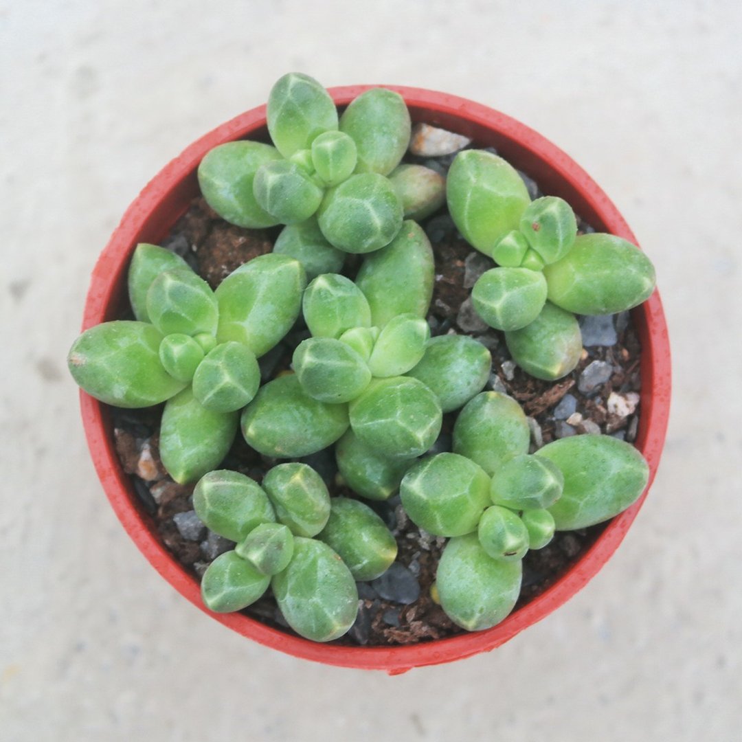 【豆豆多肉】【千代田之松】乔迁│送礼│升迁│多肉植物 - 植栽/盆栽 - 植物．花 多色