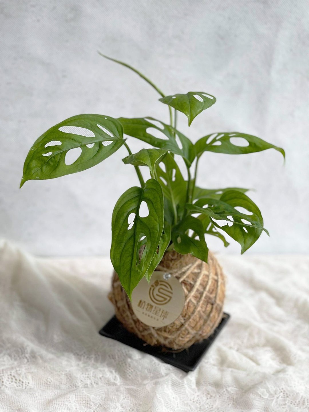 PD46 窗孔龟背芋小苔球 / 室内植物 - 植栽/盆栽 - 植物．花 