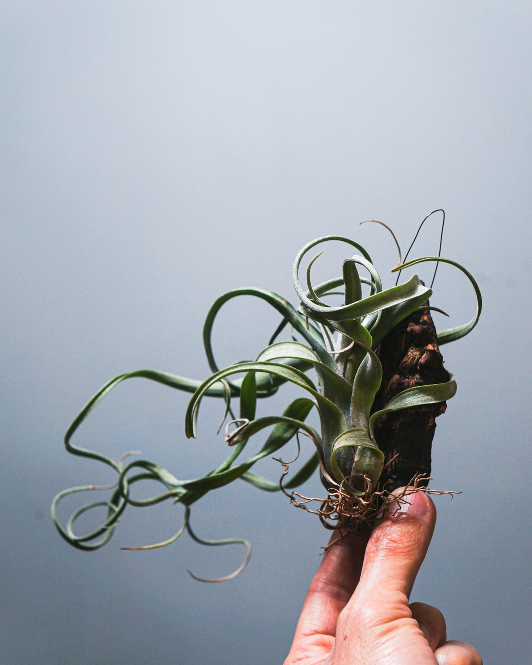花卷#1 (花中花 x 电卷)- 空气草(空气凤梨)-Tillandsia Intermed - 植栽/盆栽 - 植物．花 绿色