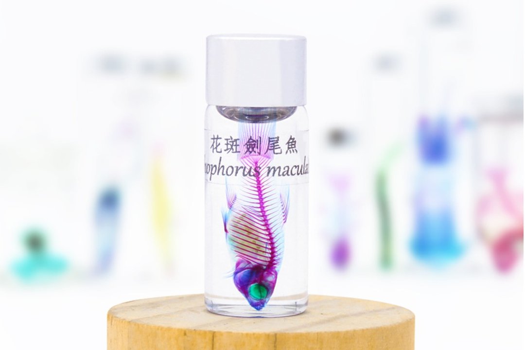 透明生物标本 - 花斑剑尾鱼 Xiphophorus maculatus【网络限定】 - 摆饰 - 玻璃 
