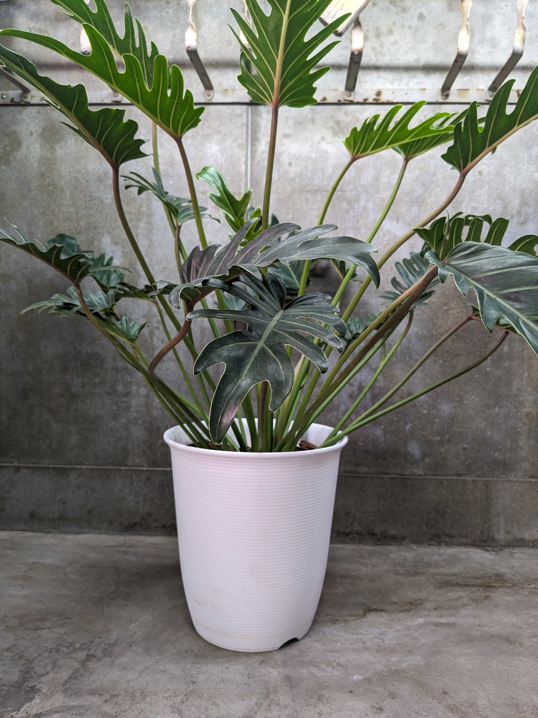 秀船蔓绿绒 - 植栽/盆栽 - 植物．花 绿色