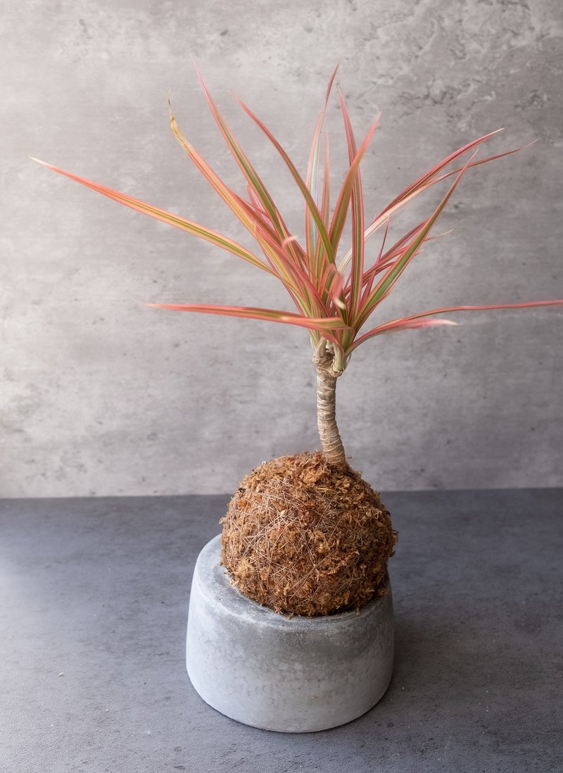 三色细叶龙血树苔球 - 植栽/盆栽 - 植物．花 红色