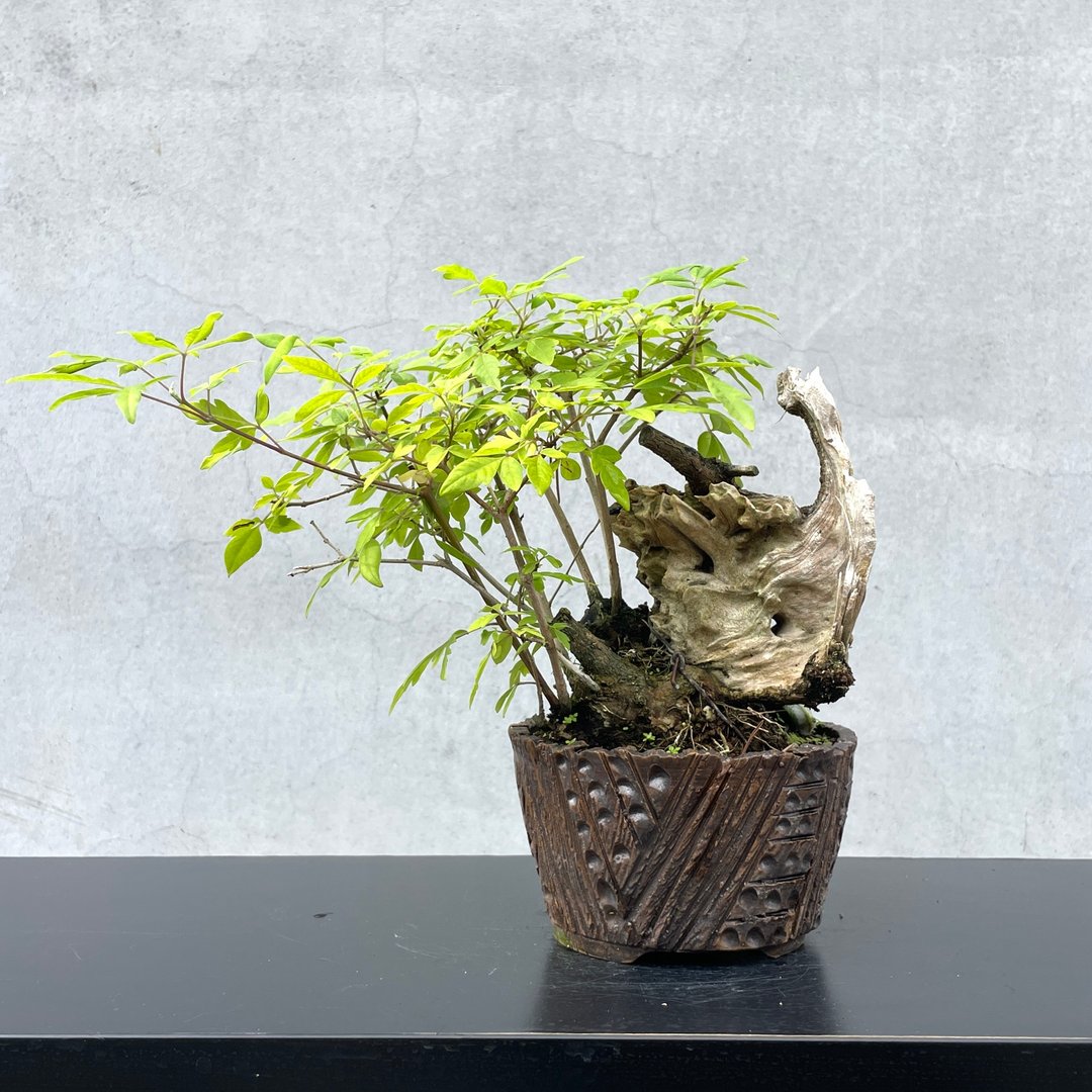 小品盆栽 - 山采蒲姜 盆景 送礼 - 植栽/盆栽 - 植物．花 